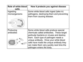 Role of white blood cells How it protects you against disease Ingesting microorganisms Some white blood cells ingest (take in) pathogens, destroying them and preventing them from causing disease. Producing antibodies Some white blood cells produce special chemicals called antibodies.  These target particular bacteria or viruses and destroy them.  Each type of pathogen needs a unique antibody.  Once your white blood cells have made the unique antibody they can make them very quickly next time the pathogen enters the body. 