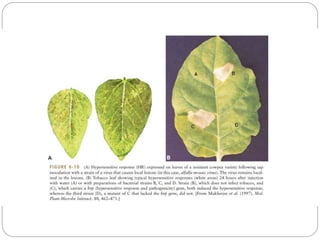 Defense mechanisms in plants | PPTX