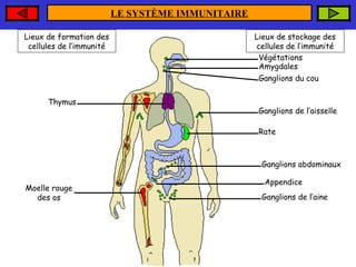 LE SYSTÈME IMMUNITAIRE
Lieux de formation des
cellules de l’immunité

Thymus

Lieux de stockage des
cellules de l’immunité
Végétations
Amygdales
Ganglions du cou

Ganglions de l’aisselle
Rate

Ganglions abdominaux
Moelle rouge
des os

Appendice
Ganglions de l’aine

 
