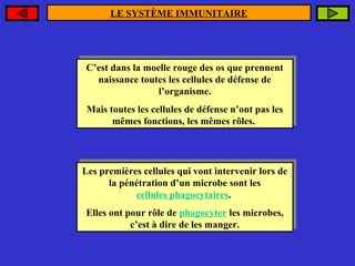 LE SYSTÈME IMMUNITAIRE

C’est dans la moelle rouge des os que prennent
C’est dans la moelle rouge des os que prennent
naissance toutes les cellules de défense de
naissance toutes les cellules de défense de
l’organisme.
l’organisme.
Mais toutes les cellules de défense n’ont pas les
Mais toutes les cellules de défense n’ont pas les
mêmes fonctions, les mêmes rôles.
mêmes fonctions, les mêmes rôles.

Les premières cellules qui vont intervenir lors de
Les premières cellules qui vont intervenir lors de
la pénétration d’un microbe sont les
la pénétration d’un microbe sont les
cellules phagocytaires.
cellules phagocytaires.
Elles ont pour rôle de phagocyter les microbes,
Elles ont pour rôle de phagocyter les microbes,
c’est à dire de les manger.
c’est à dire de les manger.

 
