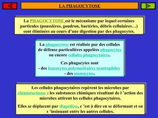 LA PHAGOCYTOSE
La PHAGOCYTOSE est le mécanisme par lequel certaines
La PHAGOCYTOSE est le mécanisme par lequel certaines
particules (poussières, goudron, bactéries, débris cellulaires…)
particules (poussières, goudron, bactéries, débris cellulaires…)
sont éliminées au cours d’une digestion par des phagocytes.
sont éliminées au cours d’une digestion par des phagocytes.
La phagocytose est réalisée par des cellules
La phagocytose est réalisée par des cellules
de défense particulières appelées phagocytes
de défense particulières appelées phagocytes
ou encore cellules phagocytaires.
ou encore cellules phagocytaires.
Ces phagocytes sont
Ces phagocytes sont
des leucocytes polynucléaires neutrophiles
--des leucocytes polynucléaires neutrophiles
des monocytes.
--des monocytes.
Les cellules phagocytaires repèrent les microbes par
Les cellules phagocytaires repèrent les microbes par
chimiotactisme les substances chimiques résultant de ’action des
chimiotactisme ::les substances chimiques résultant de ll’action des
microbes attirent les cellules phagocytaires.
microbes attirent les cellules phagocytaires.
Elles se déplacent par diapédèse, ’est dire en se déformant et en
Elles se déplacent par diapédèse, cc’est ààdire en se déformant et en
’insinuant entre les autres cellules.
ss’insinuant entre les autres cellules.

 