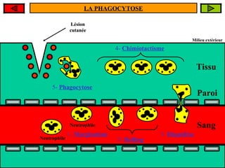 LA DIAPEDESE : CHRONOLOGIE ANIMEE
LA PHAGOCYTOSE
Lésion
cutanée

Étape 4 faveur d’une blessure, des le les
Étape 5 neutrophile se détruit
A : le : le neutrophiledirige vers
Un neutrophile passe au à la paroi du
Le la
s’accole voisinage
microorganisme au cours de la
microorganismes : c’est le
microorganismes envahissent les tissus
capillaire lac’est la cutanée
de : lésion MARGINATION
CHIMIOTACTISME
PHAGOCYTOSE

Milieu extérieur

4- Chimiotactisme

Tissu
5- Phagocytose

Neutrophile

Étape 3 : le : le neutrophile roule le long du
Étape 2 neutrophile s’insinue entre les
3- Diapédèse
Étape 1 : 1- Margination
La MARGINATION
cellules de la sanguin : c’est le ROLLING
Neutrophile capillaireparoi : c’est la DIAPEDESE
2- Rolling

Paroi

Sang

 