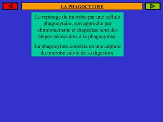 LA PHAGOCYTOSE

Le repérage du microbe par une cellule
phagocytaire, son approche par
chimiotactisme et diapédèse sont des
étapes nécessaires à la phagocytose.
La phagocytose consiste en une capture
du microbe suivie de sa digestion.

 