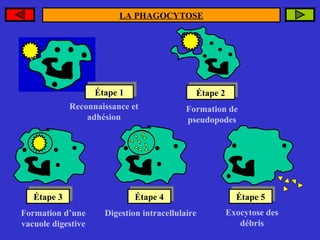 LA PHAGOCYTOSE

Polynucléaire
neutrophile
microbe

Étape
Étape 11

Étape
Étape 22

Reconnaissance et
adhésion

Étape
Étape 33
Formation d’une
vacuole digestive

Formation de
pseudopodes

Étape
Étape 44

Étape 5
Étape 5

Digestion intracellulaire

Exocytose des
débris

 