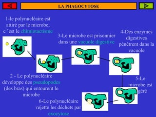 LA PHAGOCYTOSE

1-le polynucléaire est
attiré par le microbe,
c ’est le chimiotactisme

4-Des enzymes
3-Le microbe est prisonnier
digestives
dans une vacuole digestive pénètrent dans la
vacuole

2 - Le polynucléaire
développe des pseudopodes
(des bras) qui entourent le
microbe
6-Le polynucléaire
rejette les déchets par
exocytose

5-Le
microbe est
digéré

 