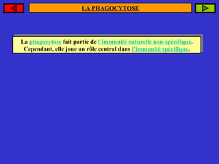 LA PHAGOCYTOSE

La phagocytose fait partie de l’immunité naturelle non-spécifique.
La phagocytose fait partie de l’immunité naturelle non-spécifique.
Cependant, elle joue un rôle central dans l’immunité spécifique.
Cependant, elle joue un rôle central dans l’immunité spécifique.

 