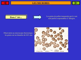 LES MICROBES

Dans ’air...
Dans ll’air...

Observation au microscope électronique :
les grains ont un diamètre de 0,01 mm

Les grains de pollen transportés par le vent
sont parfois responsables d ’allergies.

 