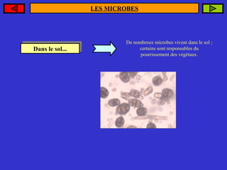 LES MICROBES

Dans le sol...
Dans le sol...

De nombreux microbes vivent dans le sol ;
certains sont responsables du
pourrissement des végétaux.

 