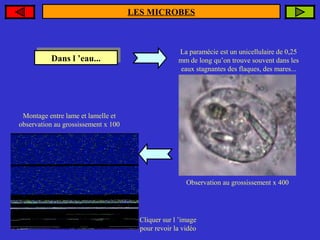 LES MICROBES

Dans ’eau...
Dans ll’eau...

La paramécie est un unicellulaire de 0,25
mm de long qu’on trouve souvent dans les
eaux stagnantes des flaques, des mares...

Montage entre lame et lamelle et
observation au grossissement x 100

Observation au grossissement x 400

Cliquer sur l ’image
pour revoir la vidéo

 