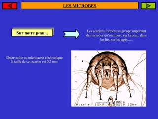 LES MICROBES

Sur notre peau...
Sur notre peau...

Observation au microscope électronique
la taille de cet acarien est 0,2 mm

Les acariens forment un groupe important
de microbes qu’on trouve sur la peau, dans
les lits, sur les tapis......

 