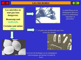 LES MICROBES
Les microbes ne
Les microbes ne
sont pas tous
sont pas tous
dangereux.
dangereux.

Le pénicillium est un
champignon dont on a
extrait un antibiotique
important, la
pénicilline.

Beaucoup sont
Beaucoup sont
inoffensifs.
inoffensifs.
Certains sont même
Certains sont même
utiles.
utiles.

C ’est grâce aux lactobacilles que nous
avons des yaourts.

La levure du boulanger est un champignon
microscopique qui permet à la pâte de
lever.

 