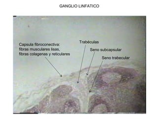 GANGLIO LINFATICO
Capsula fibroconectiva:
fibras musculares lisas,
fibras colagenas y reticulares
Trabéculas
Seno subcapsular
Seno trabecular
 