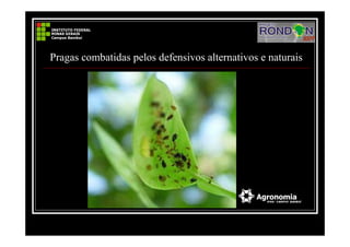 Pragas combatidas pelos defensivos alternativos e naturais
 