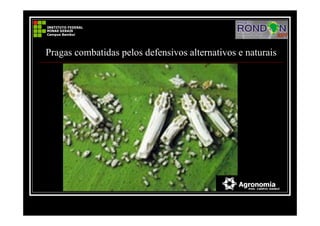 Pragas combatidas pelos defensivos alternativos e naturais
 
