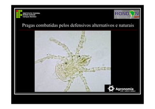 Pragas combatidas pelos defensivos alternativos e naturais
 