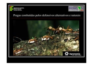 Pragas combatidas pelos defensivos alternativos e naturais
 