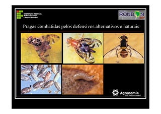 Pragas combatidas pelos defensivos alternativos e naturais
 