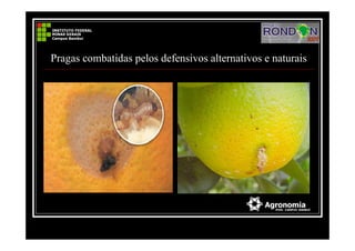 Pragas combatidas pelos defensivos alternativos e naturais
 