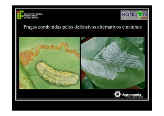 Pragas combatidas pelos defensivos alternativos e naturais
 
