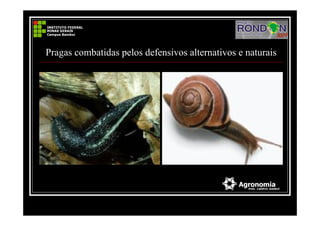 Pragas combatidas pelos defensivos alternativos e naturais
 