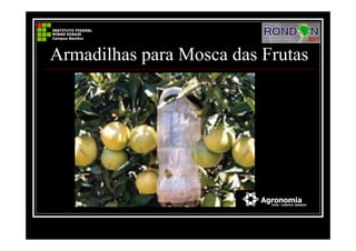 Armadilhas para Mosca das Frutas
 