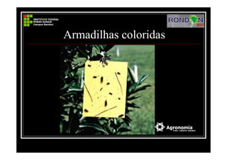 Armadilhas coloridas
 