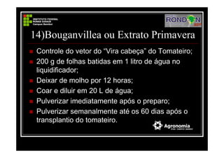 14)Bouganvillea ou Extrato Primavera
Controle do vetor do “Vira cabeça” do Tomateiro;
200 g de folhas batidas em 1 litro de água no
liquidificador;
Deixar de molho por 12 horas;
Coar e diluir em 20 L de água;
Pulverizar imediatamente após o preparo;
Pulverizar semanalmente até os 60 dias após o
transplantio do tomateiro.
 