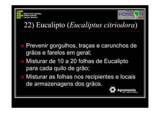 22) Eucalipto (Eucaliptus citriodora)
Prevenir gorgulhos, traças e carunchos de
grãos e farelos em geral;
Misturar de 10 a 20 folhas de Eucalipto
para cada quilo de grão;
Misturar as folhas nos recipientes e locais
de armazenagens dos grãos.
 