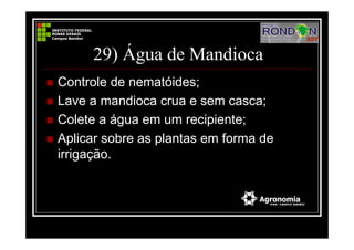 29) Água de Mandioca
Controle de nematóides;
Lave a mandioca crua e sem casca;
Colete a água em um recipiente;
Aplicar sobre as plantas em forma de
irrigação.
 