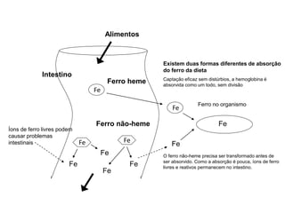 Existem duas formas diferentes de absorção
do ferro da dieta
Captação eficaz sem distúrbios, a hemoglobina é
absorvida como um todo, sem divisão
Ferro no organismo
O ferro não-heme precisa ser transformado antes de
ser absorvido. Como a absorção é pouca, íons de ferro
livres e reativos permanecem no intestino.
Alimentos
Fe
Fe
Intestino
Ferro heme
Fe
Fe
Ferro não-heme
Fe
Fe
Fe
Fe
Íons de ferro livres podem
causar problemas
intestinais FeFe
 