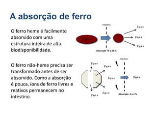 A absorção de ferro
O ferro não-heme precisa ser
transformado antes de ser
absorvido. Como a absorção
é pouca, íons de ferro livres e
reativos permanecem no
intestino.
O ferro heme é facilmente
absorvido com uma
estrutura inteira de alta
biodisponibilidade.
Fe++
Fe++
Fe++
Fe++
Fe++
Fe++
Fe++
Fe++
Fe++
Absorção. 2 a 4 %
Intestino
Fe++
Absorção 15 a 20 %
Intestino
 