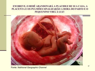 EM BREVE, O BEBÊ ABANDONARÁ A PLACIDEZ DE SUA CASA. A PLACENTA E OS PULMÕES SINALIZARÃO A HORA DO PARTO E O PEQUENINO VIRÁ À LUZ!  Fonte:  Nathional Geographic Channel 