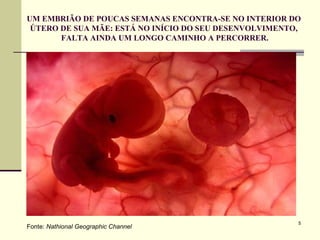 UM EMBRIÃO DE POUCAS SEMANAS ENCONTRA-SE NO INTERIOR DO ÚTERO DE SUA MÃE: ESTÁ NO INÍCIO DO SEU DESENVOLVIMENTO, FALTA AINDA UM LONGO CAMINHO A PERCORRER. Fonte:  Nathional Geographic Channel 