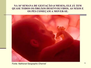 NA 16ª SEMANA DE GESTAÇÃO (4 MESES), ELE JÁ TEM QUASE TODOS OS ÓRGÃOS DESENVOLVIDOS. AS MÃOS E OS PÉS COMEÇAM A MOVER-SE. Fonte:  Nathional Geographic Channel 