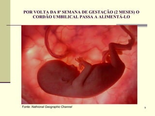 POR VOLTA DA 8ª SEMANA DE GESTAÇÃO (2 MESES) O CORDÃO UMBILICAL PASSA A ALIMENTÁ-LO Fonte:  Nathional Geographic Channel 