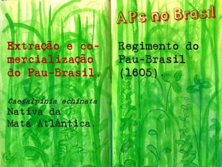 Extração e co- 
mercialização 
do Pau-Brasil. 
Caesalpinia echinata 
Nativa da 
Mata Atlântica. 
Regimento do Pau-Brasil (1605).  