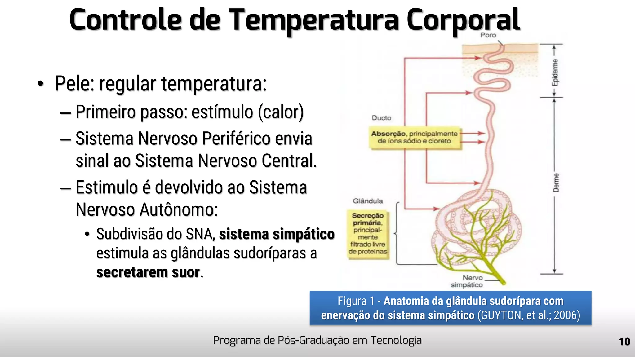 Controle de Temperatura Corporal
• Pele: regular temperatura:
– Primeiro passo: estímulo (calor)
– Sistema Nervoso Periférico envia
sinal ao Sistema Nervoso Central.
– Estimulo é devolvido ao Sistema
Nervoso Autônomo:
• Subdivisão do SNA, sistema simpático
estimula as glândulas sudoríparas a
secretarem suor.
Programa de Pós-Graduação em Tecnologia 10
Figura 1 - Anatomia da glândula sudorípara com
enervação do sistema simpático (GUYTON, et al.; 2006)
 