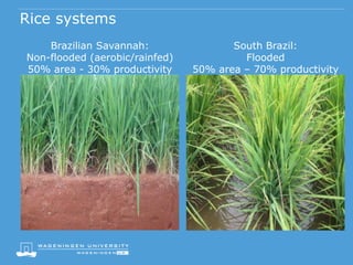 Rice systems
Brazilian Savannah:
Non-flooded (aerobic/rainfed)
50% area - 30% productivity
South Brazil:
Flooded
50% area – 70% productivity
 