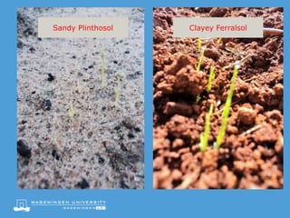 Sandy Plinthosol Clayey Ferralsol
 