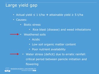 Large yield gap
• Actual yield ≤ 1 t/ha  attainable yield ≥ 5 t/ha
• Causes:
• Biotic stress
• Rice blast (disease) and weed infestations
• Weathered soils
• Acidic
• Low soil organic matter content
• Poor nutrient availability
• Water stress (deficit) due to erratic rainfall:
critical period between panicle initiation and
flowering
 
