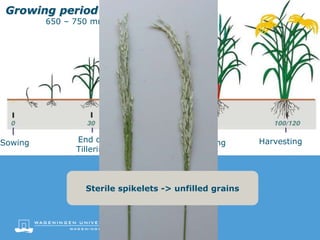 Critical period
Optimal:
220 to 250 mm
30-33ºC
Growing period of Aerobic rice
650 – 750 mm / 20 – 35ºC
Sowing HarvestingFloweringPanicle
initiation
End of
Tillering
Sterile spikelets -> unfilled grains
 
