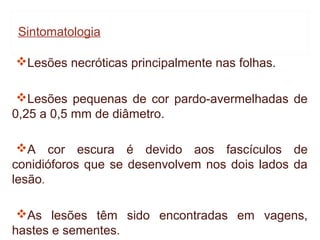Sintomatologia

Lesões necróticas principalmente nas folhas.

 Lesões pequenas de cor pardo-avermelhadas de
0,25 a 0,5 mm de diâmetro.

 A cor escura é devido aos fascículos de
conidióforos que se desenvolvem nos dois lados da
lesão.

 As lesões têm sido encontradas em vagens,
hastes e sementes.
 