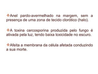Anel pardo-avermelhado na margem, sem a
presença de uma zona de tecido clorótico (halo).

A toxina cercosporina produzida pelo fungo é
ativada pela luz, tendo baixa toxicidade no escuro.

Afeita a membrana da célula afetada conduzindo
a sua morte.
 