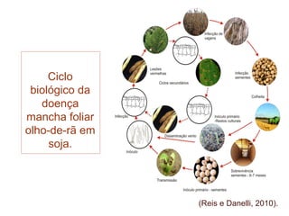 Ciclo
 biológico da
   doença
mancha foliar
olho-de-rã em
     soja.




                (Reis e Danelli, 2010).
 
