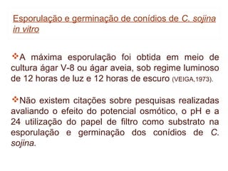 Esporulação e germinação de conídios de C. sojina
in vitro


A máxima esporulação foi obtida em meio de
cultura ágar V-8 ou ágar aveia, sob regime luminoso
de 12 horas de luz e 12 horas de escuro (VEIGA,1973).

Não existem citações sobre pesquisas realizadas
avaliando o efeito do potencial osmótico, o pH e a
24 utilização do papel de filtro como substrato na
esporulação e germinação dos conídios de C.
sojina.
 