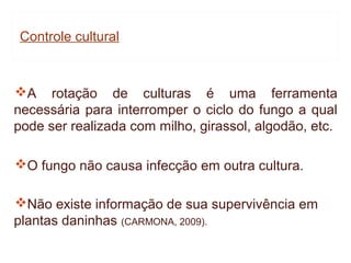 Controle cultural



A rotação de culturas é uma ferramenta
necessária para interromper o ciclo do fungo a qual
pode ser realizada com milho, girassol, algodão, etc.

O fungo não causa infecção em outra cultura.

Não existe informação de sua supervivência em
plantas daninhas (CARMONA, 2009).
 