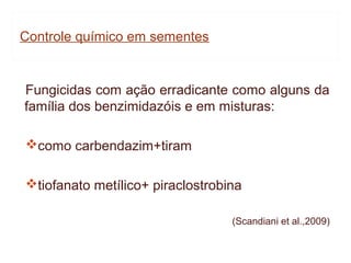 Controle químico em sementes


Fungicidas com ação erradicante como alguns da
família dos benzimidazóis e em misturas:

como carbendazim+tiram

tiofanato metílico+ piraclostrobina

                                  (Scandiani et al.,2009)
 