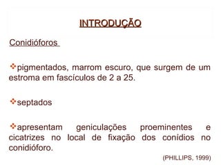 INTRODUÇÃO

Conidióforos

pigmentados, marrom escuro, que surgem de um
estroma em fascículos de 2 a 25.

septados

apresentam     geniculações   proeminentes  e
cicatrizes no local de fixação dos conídios no
conidióforo.
                                   (PHILLIPS, 1999)
 