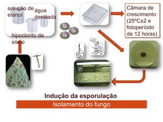 solução de água                            Câmara de
etanol     destilada                       crescimento
                                           (25ºC±2 e
                                           fotoperíodo
 hipoclorito de                            de 12 horas)
 sódio




                  Indução da esporulação
                     Isolamento do fungo
 