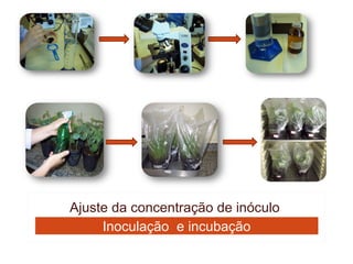 Ajuste da concentração de inóculo
     Inoculação e incubação
 